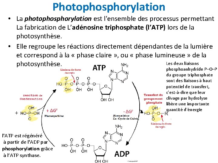 Photophosphorylation • La photophosphorylation est l'ensemble des processus permettant La fabrication de L’adénosine triphosphate
