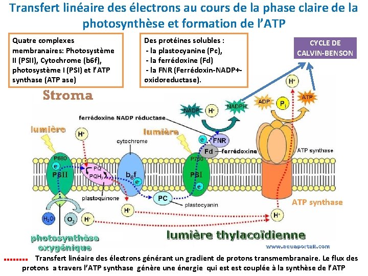 Transfert linéaire des électrons au cours de la phase claire de la photosynthèse et