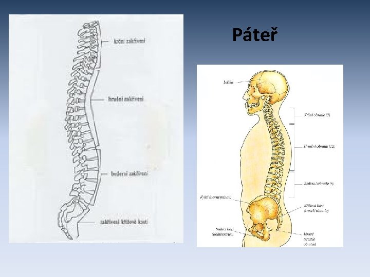 Páteř 