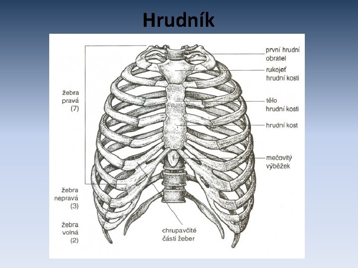 Hrudník 