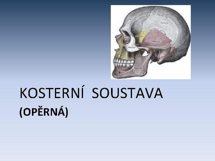 KOSTERNÍ SOUSTAVA (OPĚRNÁ) 