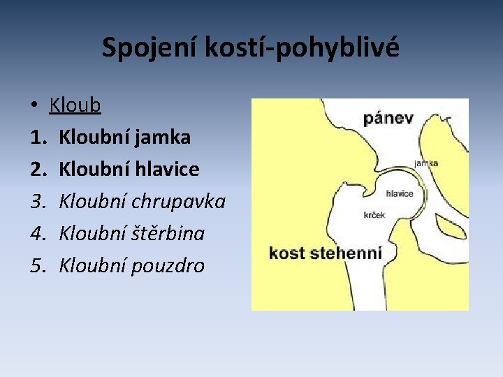 Spojení kostí-pohyblivé • Kloub 1. Kloubní jamka 2. Kloubní hlavice 3. Kloubní chrupavka 4.