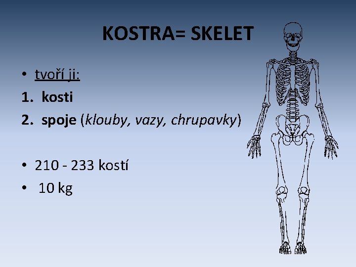 KOSTRA= SKELET • tvoří ji: 1. kosti 2. spoje (klouby, vazy, chrupavky) • 210