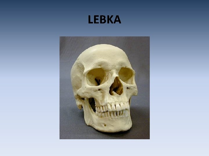 LEBKA 