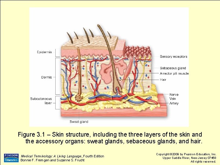 Figure 3. 1 – Skin structure, including the three layers of the skin and