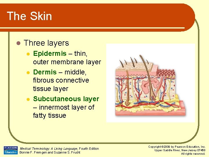 The Skin l Three layers l l l Epidermis – thin, outer membrane layer