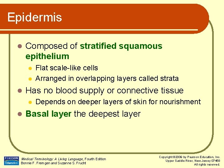 Epidermis l Composed of stratified squamous epithelium l l l Has no blood supply