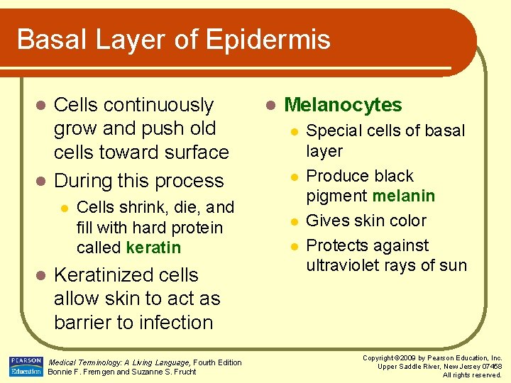 Basal Layer of Epidermis Cells continuously grow and push old cells toward surface l