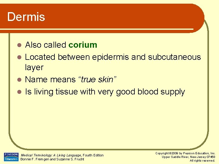 Dermis Also called corium l Located between epidermis and subcutaneous layer l Name means