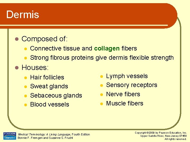 Dermis l Composed of: l l l Connective tissue and collagen fibers Strong fibrous