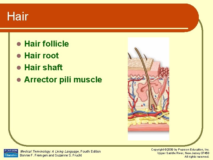 Hair follicle l Hair root l Hair shaft l Arrector pili muscle l Medical