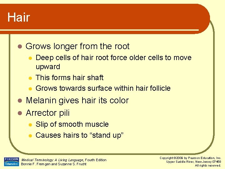 Hair l Grows longer from the root l l l Deep cells of hair