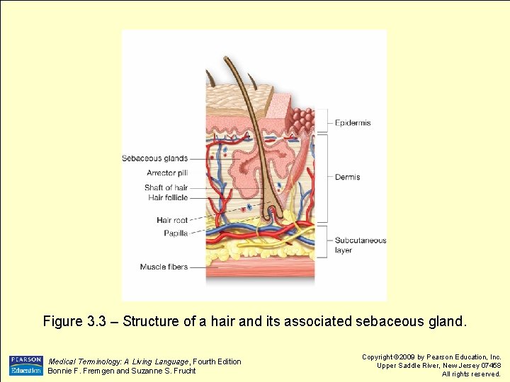 Figure 3. 3 – Structure of a hair and its associated sebaceous gland. Medical