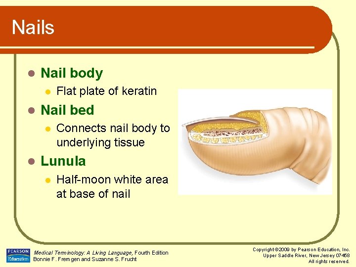 Nails l Nail body l l Nail bed l l Flat plate of keratin