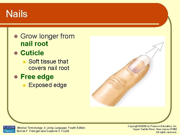 Nails Grow longer from nail root l Cuticle l l l Soft tissue that