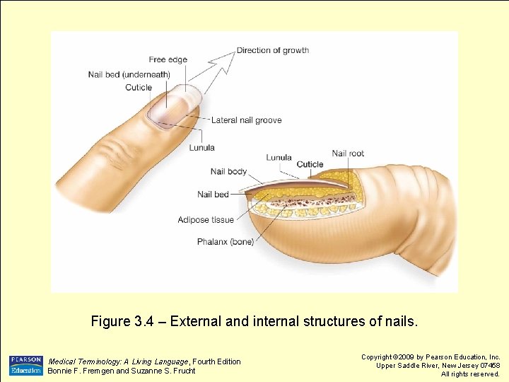 Figure 3. 4 – External and internal structures of nails. Medical Terminology: A Living