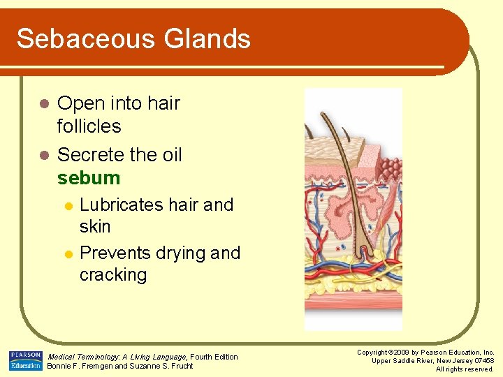 Sebaceous Glands Open into hair follicles l Secrete the oil sebum l l l