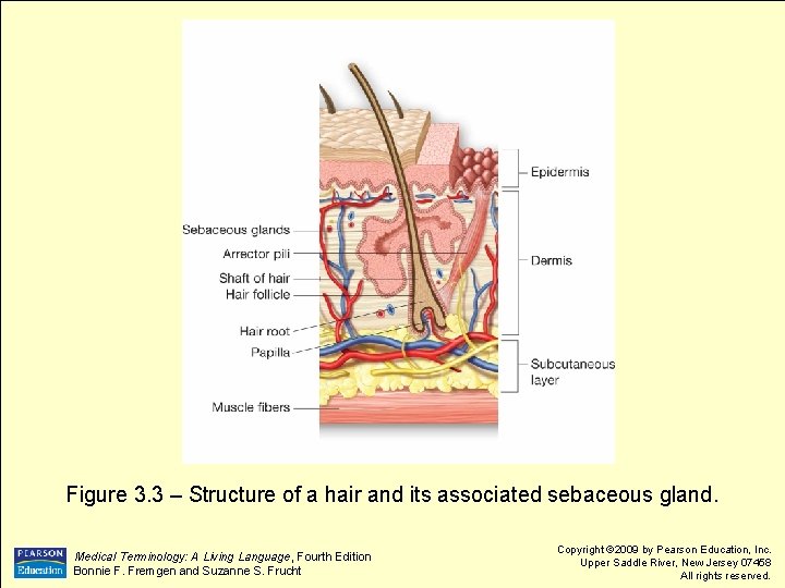 Figure 3. 3 – Structure of a hair and its associated sebaceous gland. Medical