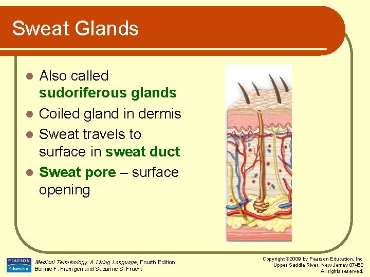 Sweat Glands Also called sudoriferous glands l Coiled gland in dermis l Sweat travels