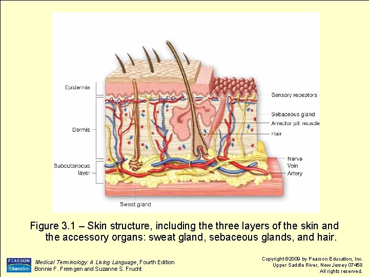 Figure 3. 1 – Skin structure, including the three layers of the skin and