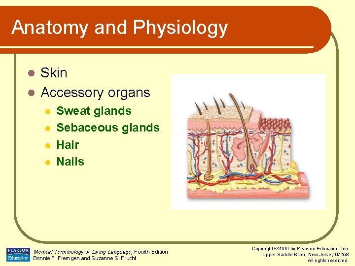Anatomy and Physiology Skin l Accessory organs l l l Sweat glands Sebaceous glands