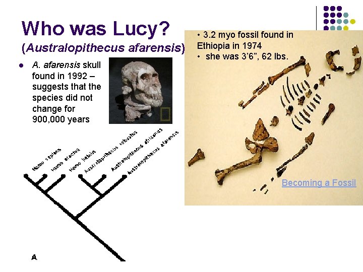 Who was Lucy? (Australopithecus afarensis) l A. afarensis skull found in 1992 – suggests