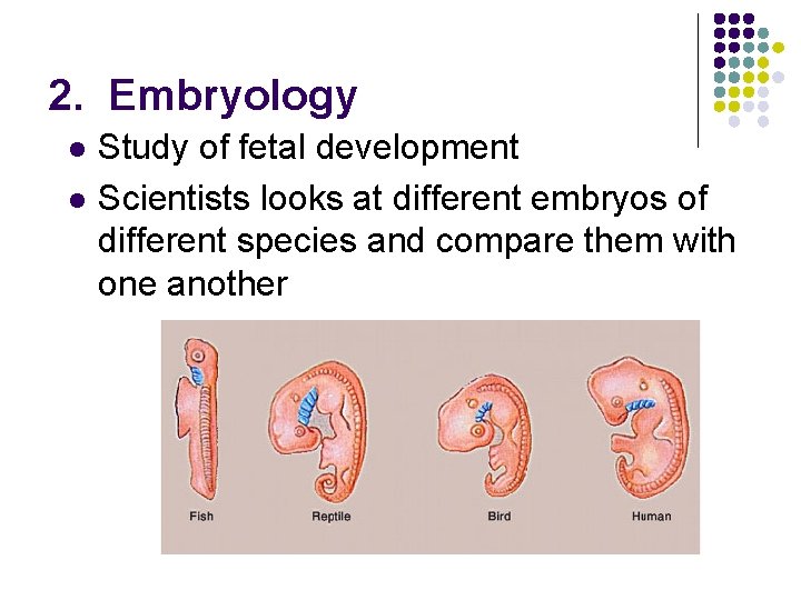 2. Embryology l l Study of fetal development Scientists looks at different embryos of
