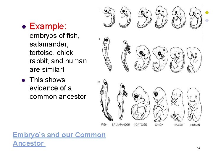 l l Example: embryos of fish, salamander, tortoise, chick, rabbit, and human are similar! l l Example: embryos of fish, salamander, tortoise, chick, rabbit, and human are similar!