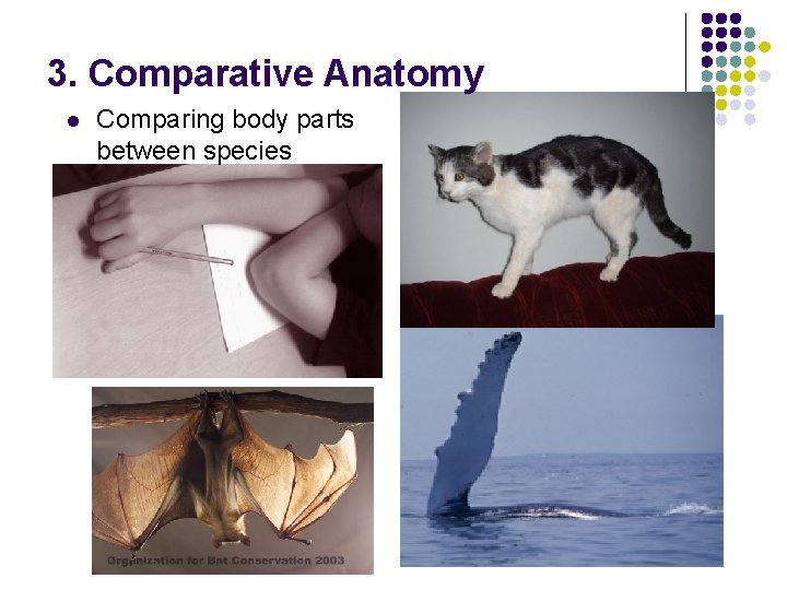 3. Comparative Anatomy l Comparing body parts between species 3. Comparative Anatomy l Comparing body parts between species