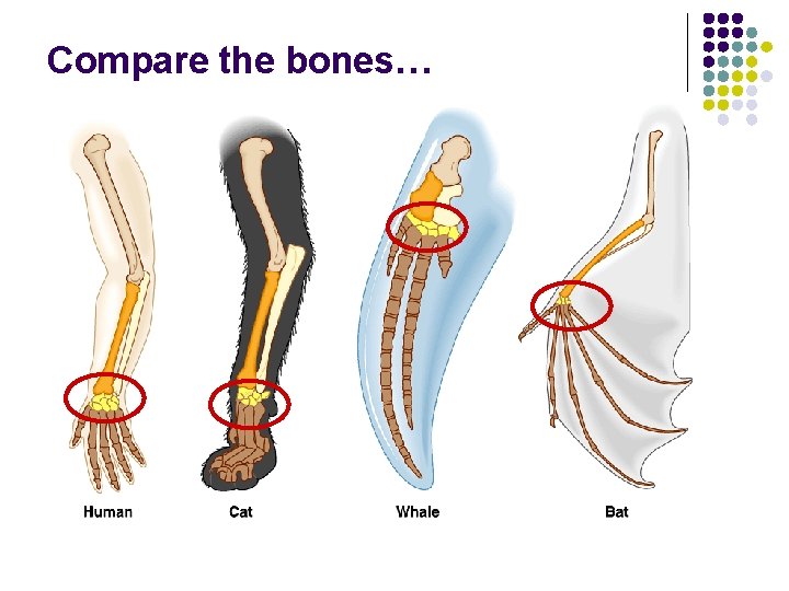 Compare the bones… 