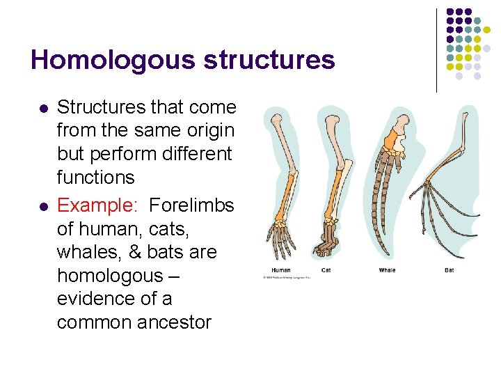 Homologous structures l l Structures that come from the same origin but perform different Homologous structures l l Structures that come from the same origin but perform different