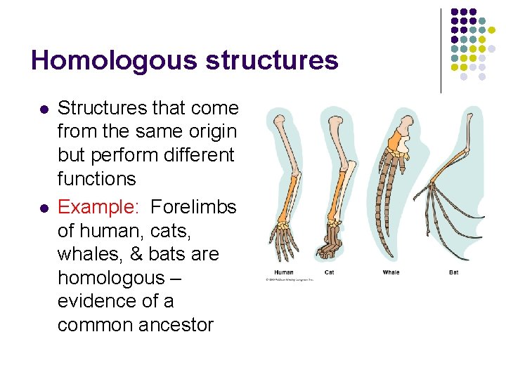 Homologous structures l l Structures that come from the same origin but perform different