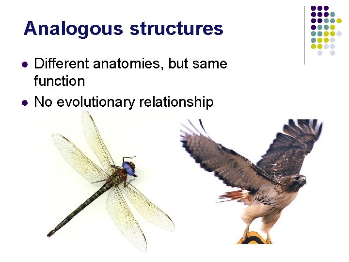 Analogous structures l l Different anatomies, but same function No evolutionary relationship Analogous structures l l Different anatomies, but same function No evolutionary relationship