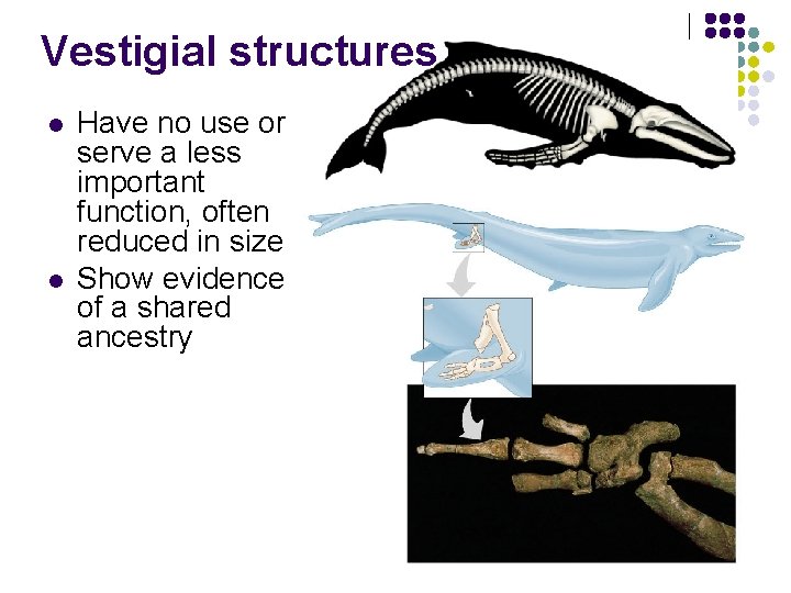 Vestigial structures l l Have no use or serve a less important function, often Vestigial structures l l Have no use or serve a less important function, often