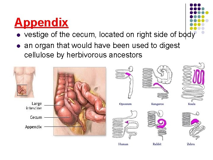 Appendix l l vestige of the cecum, located on right side of body an