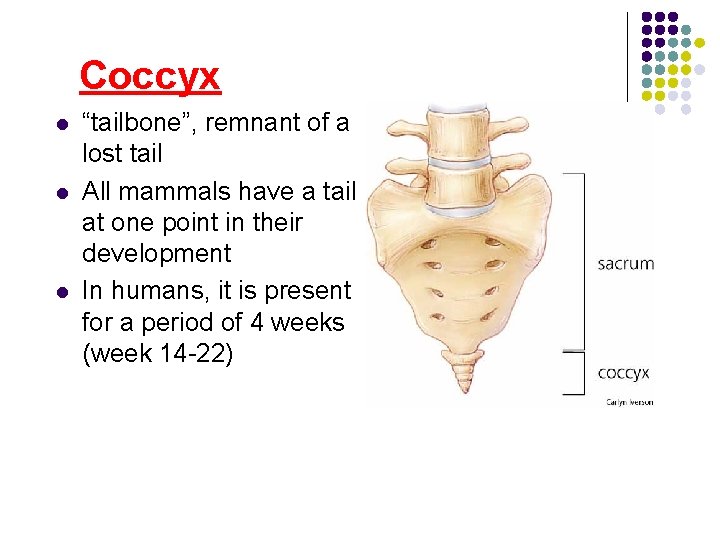 Coccyx l l l “tailbone”, remnant of a lost tail All mammals have a