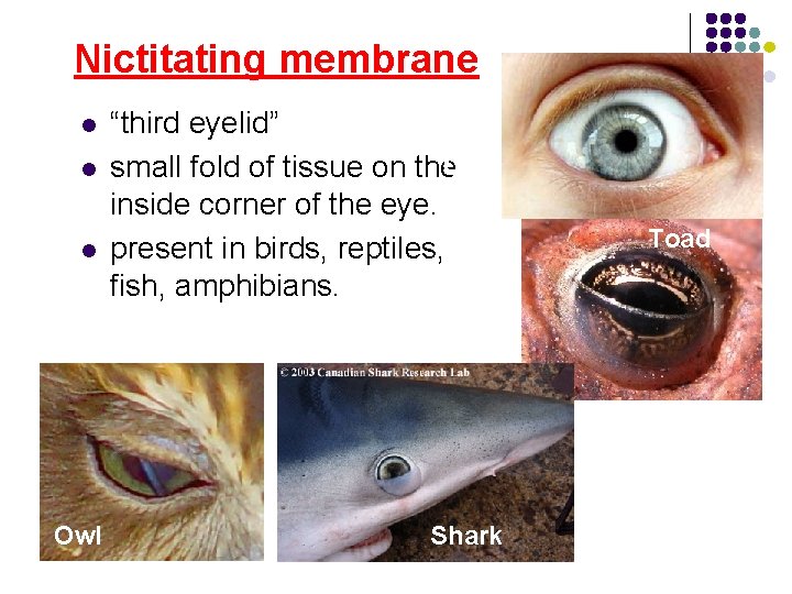 Nictitating membrane l l l Owl “third eyelid” small fold of tissue on the. Nictitating membrane l l l Owl “third eyelid” small fold of tissue on the.