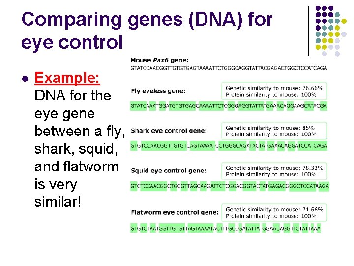 Comparing genes (DNA) for eye control l Example: DNA for the eye gene between