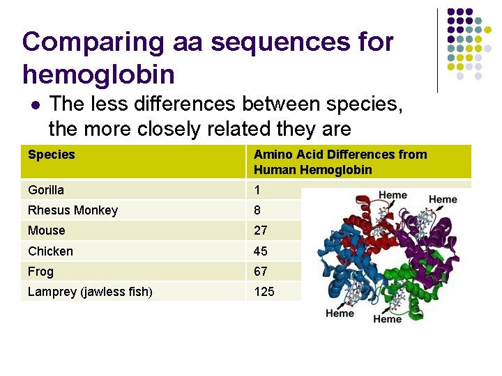 Comparing aa sequences for hemoglobin l The less differences between species, the more closely Comparing aa sequences for hemoglobin l The less differences between species, the more closely