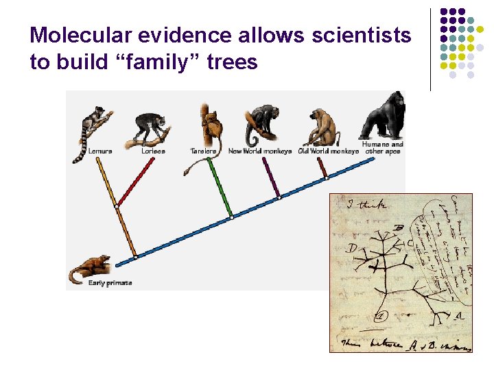 Molecular evidence allows scientists to build “family” trees Molecular evidence allows scientists to build “family” trees