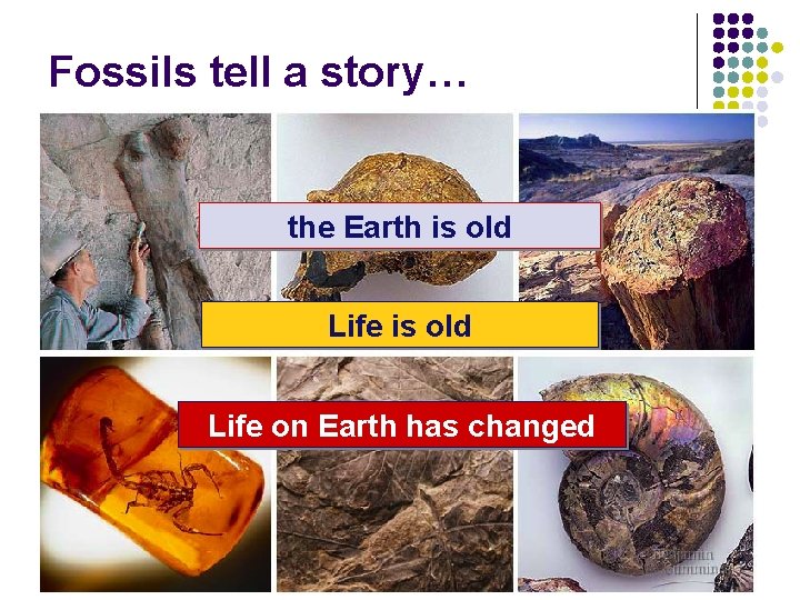 Fossils tell a story… the Earth is old Life on Earth has changed 