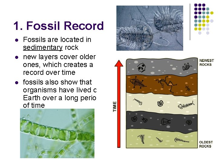 1. Fossil Record l l l Fossils are located in sedimentary rock new layers 1. Fossil Record l l l Fossils are located in sedimentary rock new layers