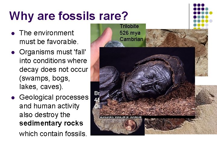 Why are fossils rare? l l l The environment must be favorable. Organisms must