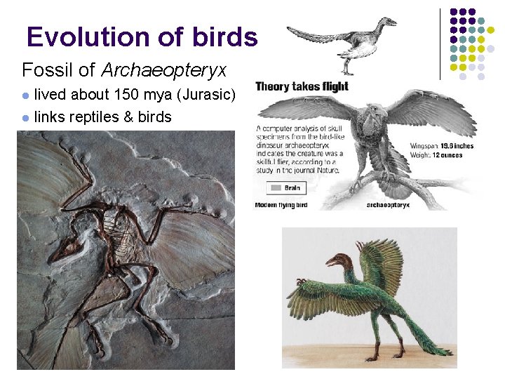 Evolution of birds Fossil of Archaeopteryx lived about 150 mya (Jurasic) l links reptiles