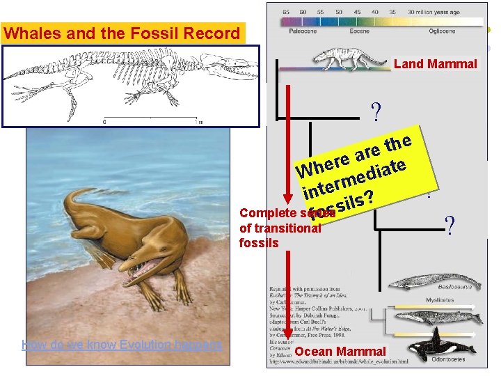 Whales and the Fossil Record Land Mammal ? e h t e ar ?