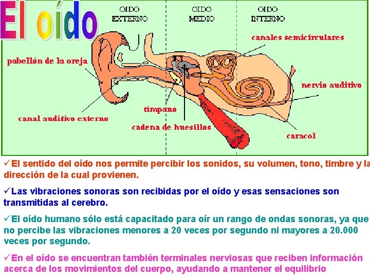 üEl sentido del oído nos permite percibir los sonidos, su volumen, tono, timbre y