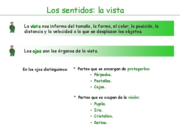 Los sentidos: la vista La vista nos informa del tamaño, la forma, el color,