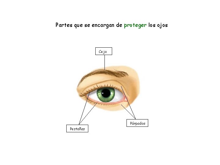 Partes que se encargan de proteger los ojos Ceja Párpados Pestañas 