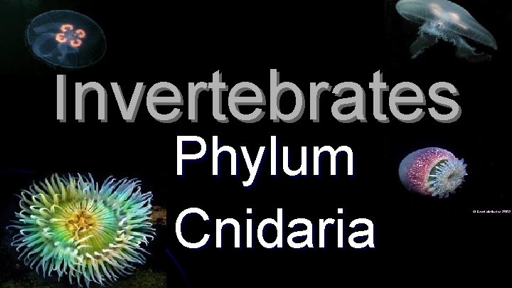 Invertebrates Phylum Cnidaria 