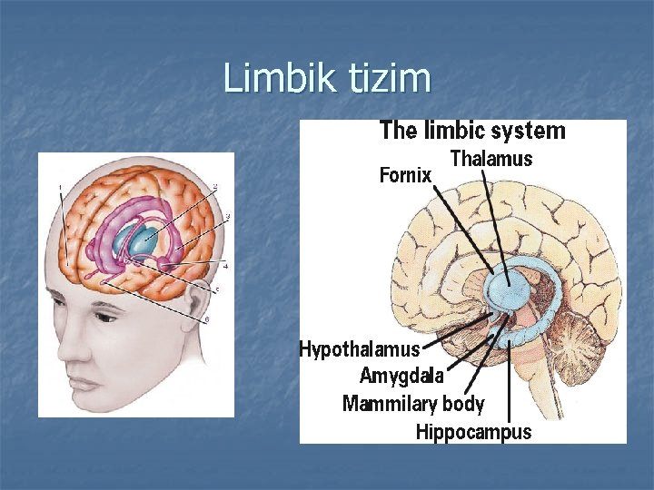 Limbik tizim 